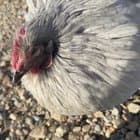 Paisley my Lavender Orpington is showing her age these days, showing her all the gentle kindness we can 💜