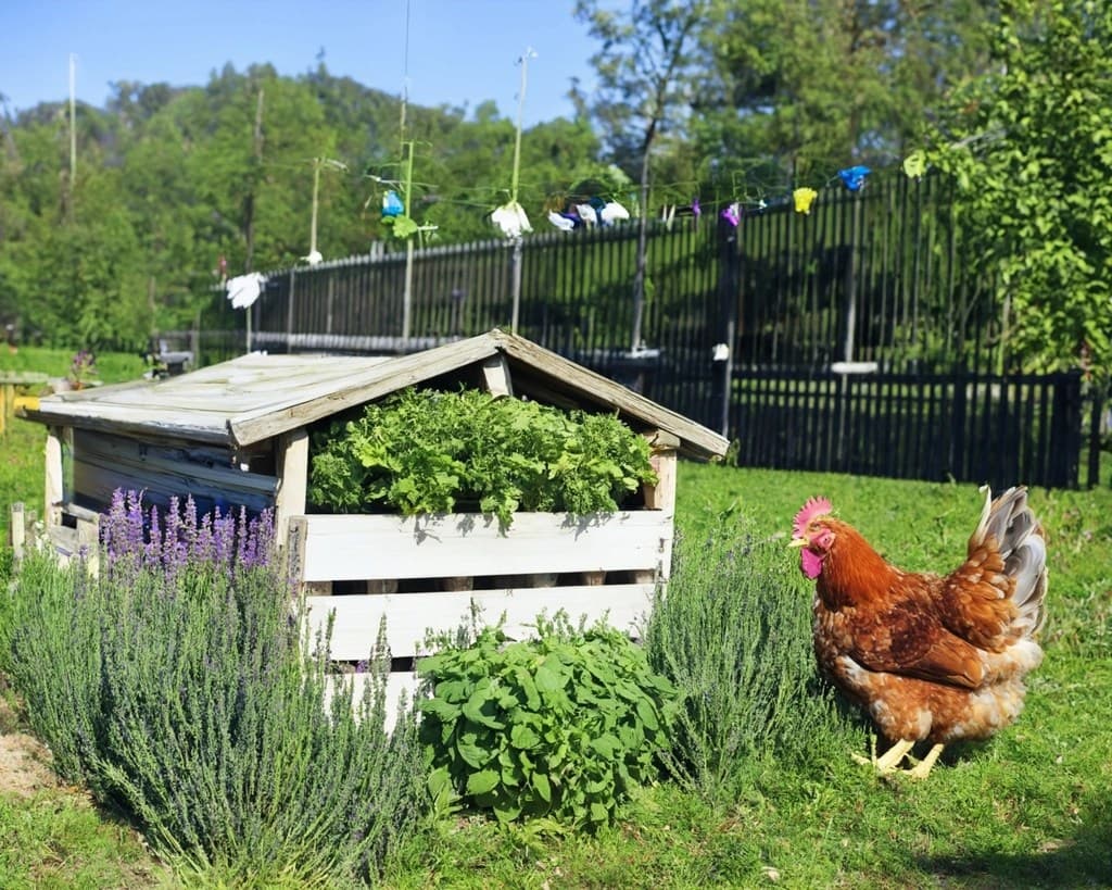 Top 7 Herbs to Add to Your Chicken Coop Now