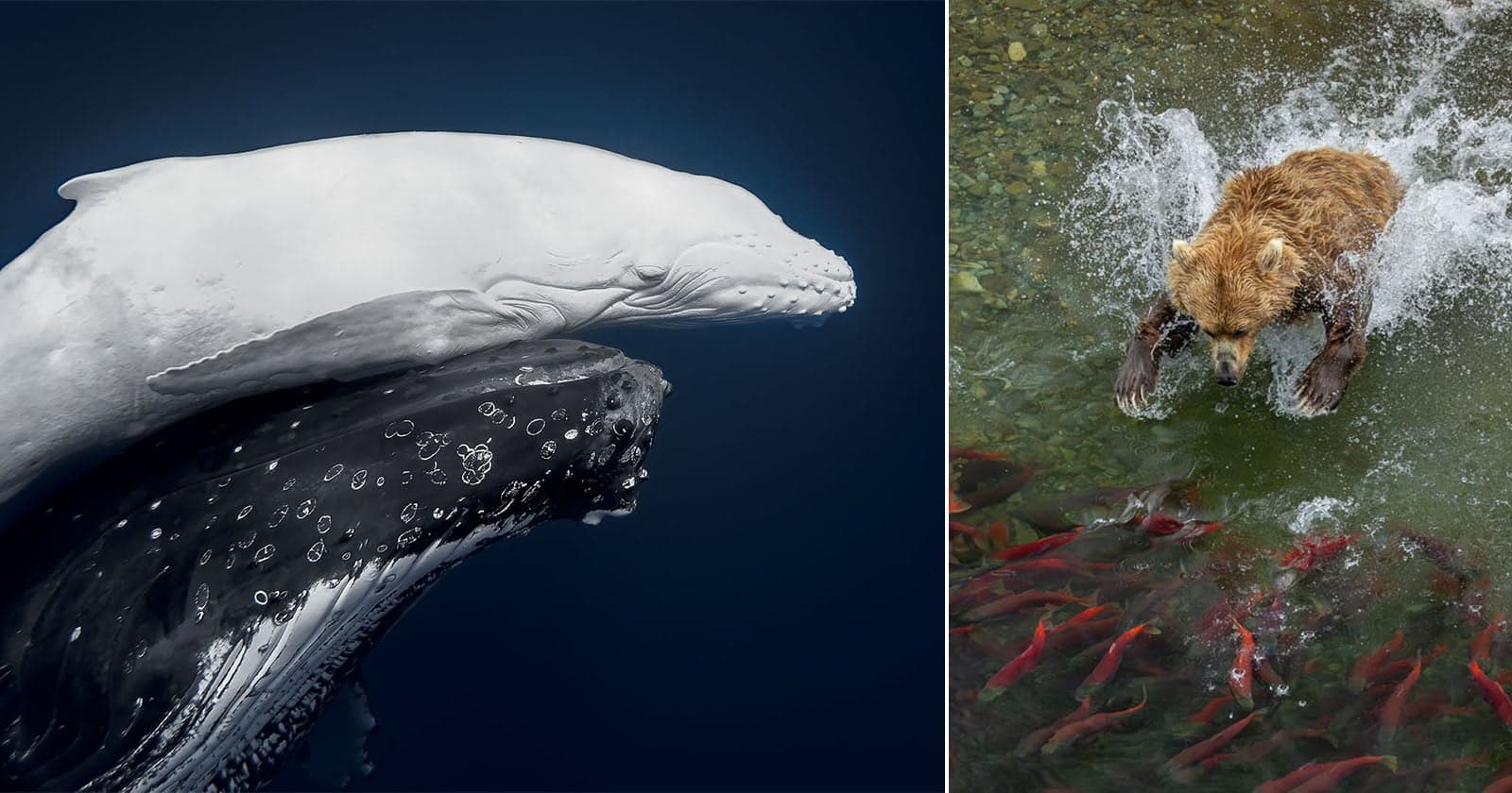The 42 Fantastic Winners of the World Nature Photography Awards