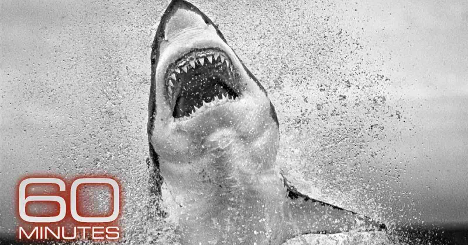 Photographer Reflects on Epic Career Capturing Great White Sharks on ’60 Minutes’