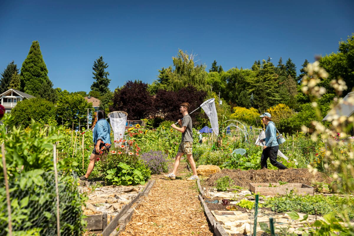 Q&A: How repeating decades-old experiments can help us understand how organisms change over time